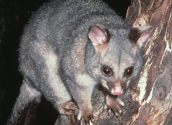 remove unwanted possums