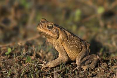 cane toads