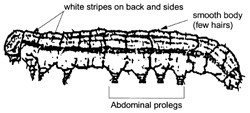 Identification of Armyworms