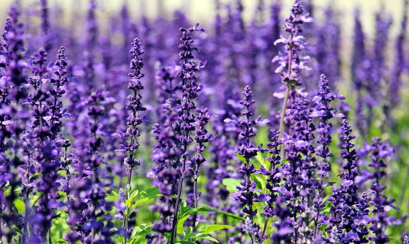 Sage In the Garden and Home