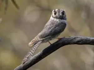 Nightjar