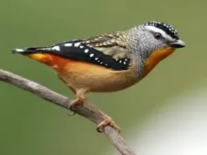 Pardalote