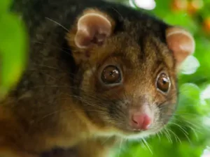 Ringtail Possum