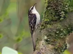 Tree creeper