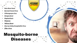 mosquito-borne diseases