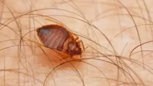 How To Get Rid Of Bed Bugs